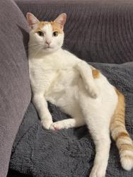 Lost Male Cat last seen Macrossan Ave near Grumpy Monkey, Norman Park, QLD 4170