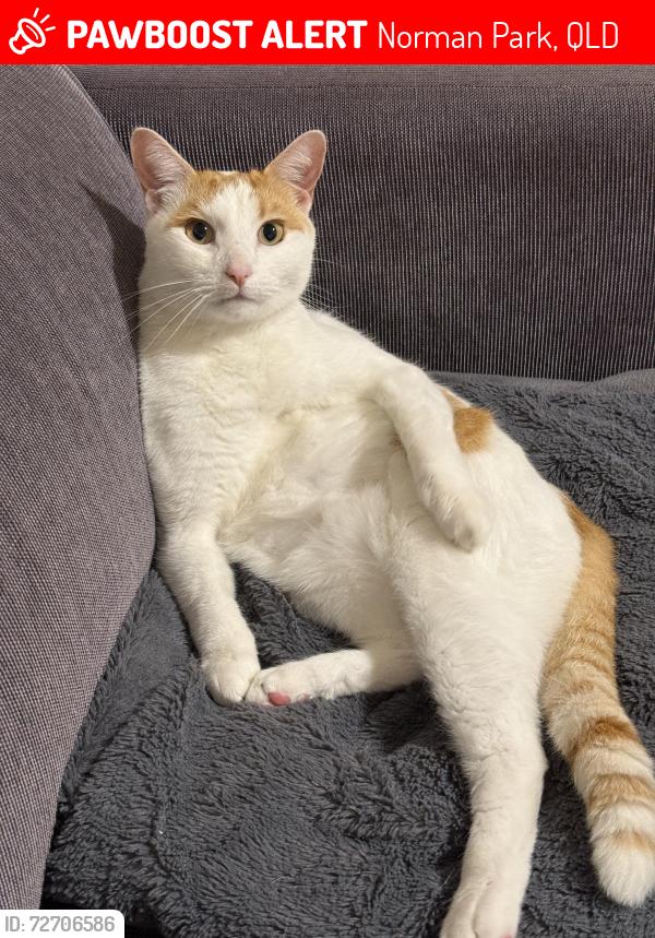 Lost Male Cat last seen Macrossan Ave near Grumpy Monkey, Norman Park, QLD 4170