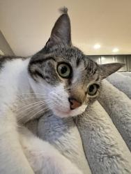 Lost Female Cat last seen Near Challenger Circle Spring Valley, Spring Valley, CA 91978