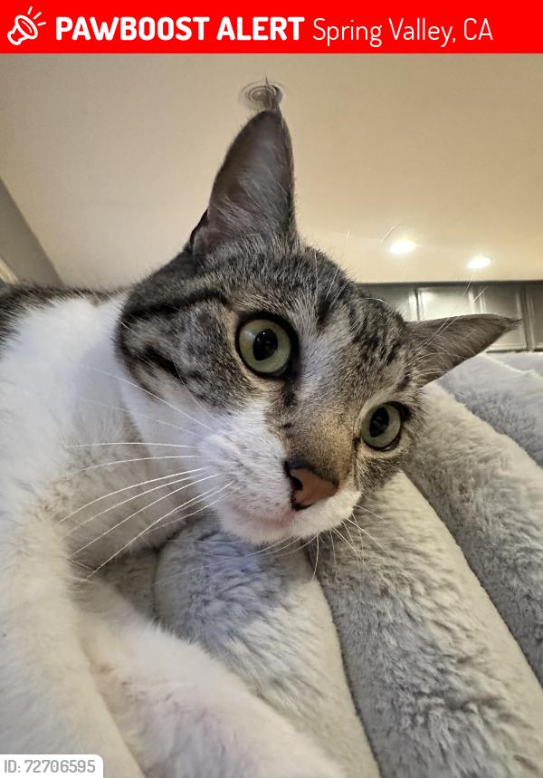Lost Female Cat last seen Near Challenger Circle Spring Valley, Spring Valley, CA 91978