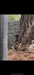 Found/Stray Unknown Cat last seen Ansley Forest apmts near building T, Atlanta, GA 30324