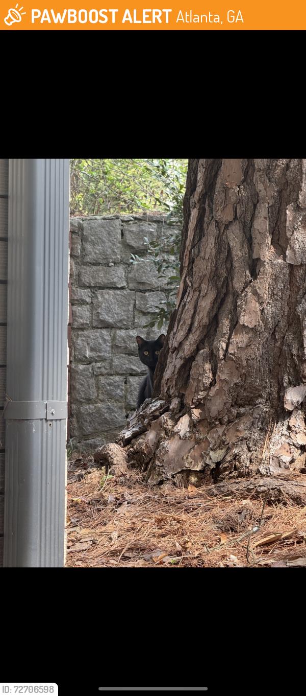 Found/Stray Unknown Cat last seen Ansley Forest apmts near building T, Atlanta, GA 30324