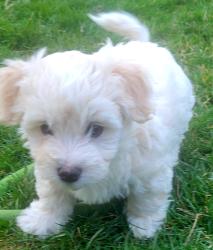 Lost Male Dog last seen Near South 22nd Ave, Pasco, WA 99301