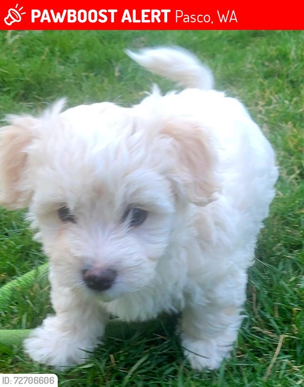 Lost Male Dog last seen Near South 22nd Ave, Pasco, WA 99301