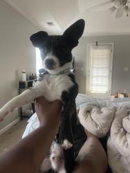 Lost Male Dog last seen Oakleaf ridge, Lithonia, GA 30058