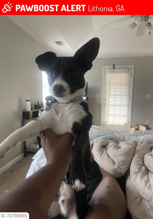 Lost Male Dog last seen Oakleaf ridge, Lithonia, GA 30058