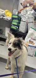 Shelter Stray Female Dog last seen MT VERNON AVE BAKERSFIELD, Bakersfield, CA 93307