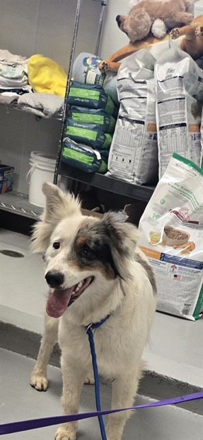 Shelter Stray Female Dog last seen MT VERNON AVE BAKERSFIELD, Bakersfield, CA 93307