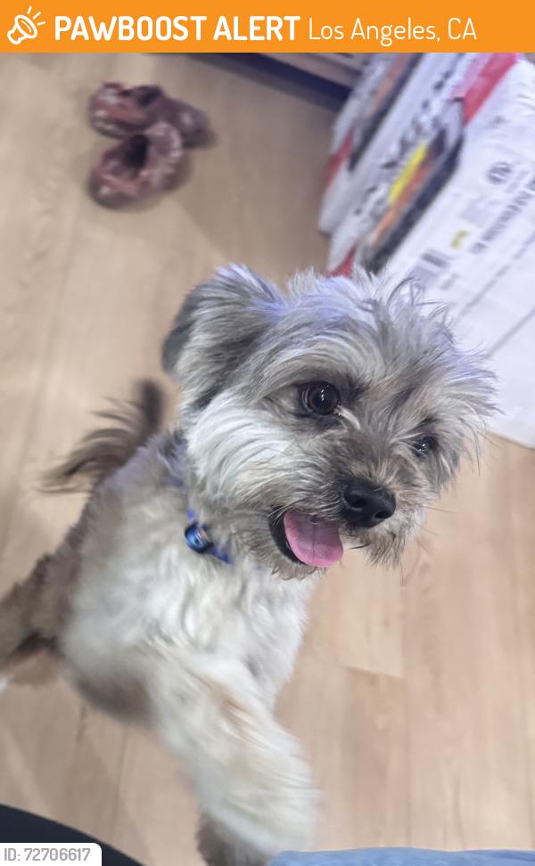 Found/Stray Male Dog last seen Manchester and central , Los Angeles, CA 90001