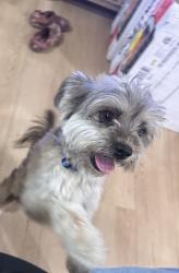 Found/Stray Male Dog last seen Manchester and central , Los Angeles, CA 90001