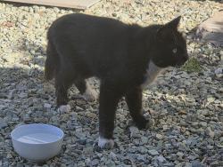 Found/Stray Unknown Cat last seen Near Boeing, Mesa, AZ 85205