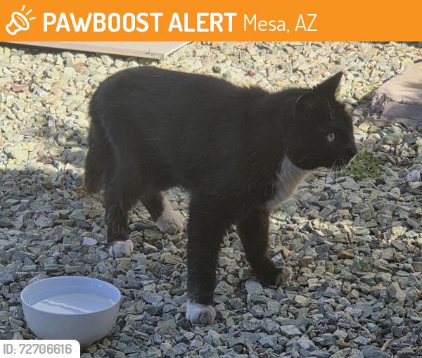 Found/Stray Unknown Cat last seen Near Boeing, Mesa, AZ 85205