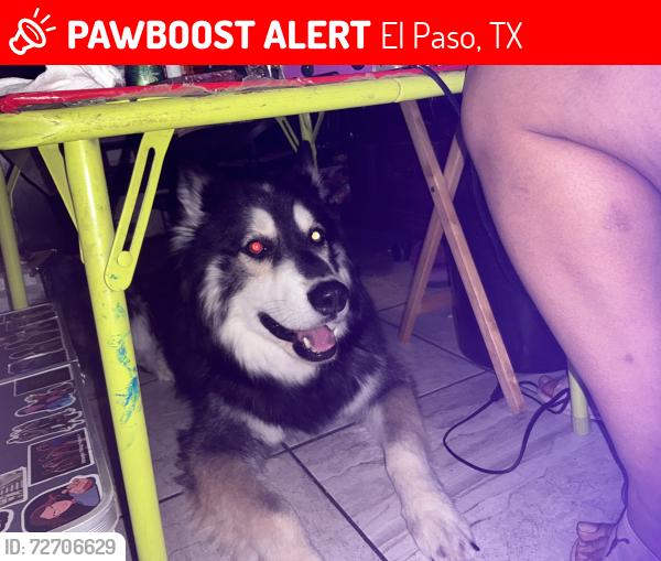 Lost Male Dog last seen Deer and dyer, El Paso, TX 79924