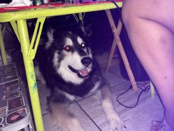 Lost Male Dog last seen Deer and dyer, El Paso, TX 79924