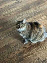 Lost Female Cat last seen 70th & Dudley Dr., Arvada, CO 80004