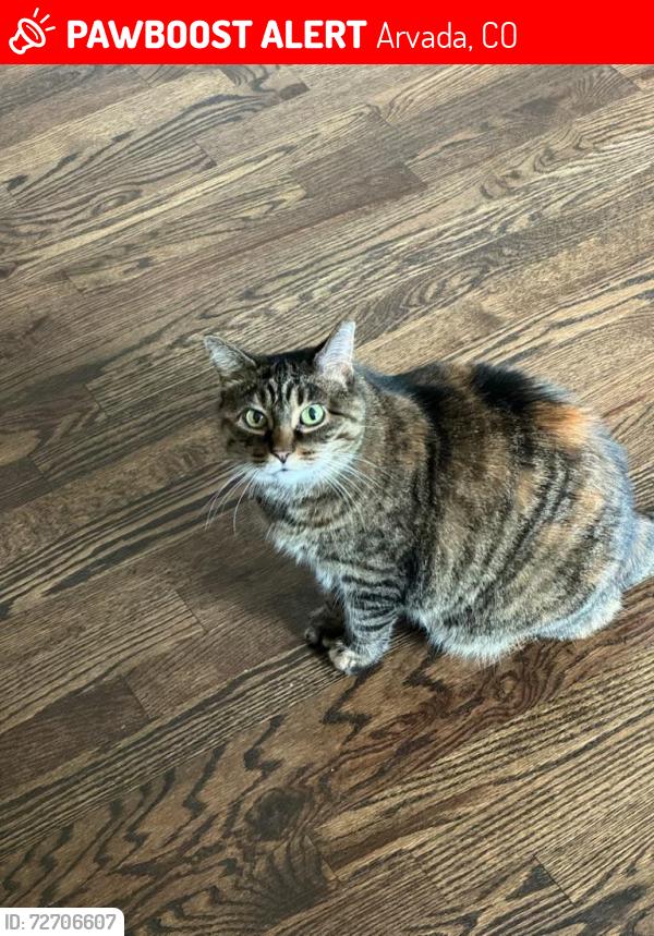 Lost Female Cat last seen 70th & Dudley Dr., Arvada, CO 80004