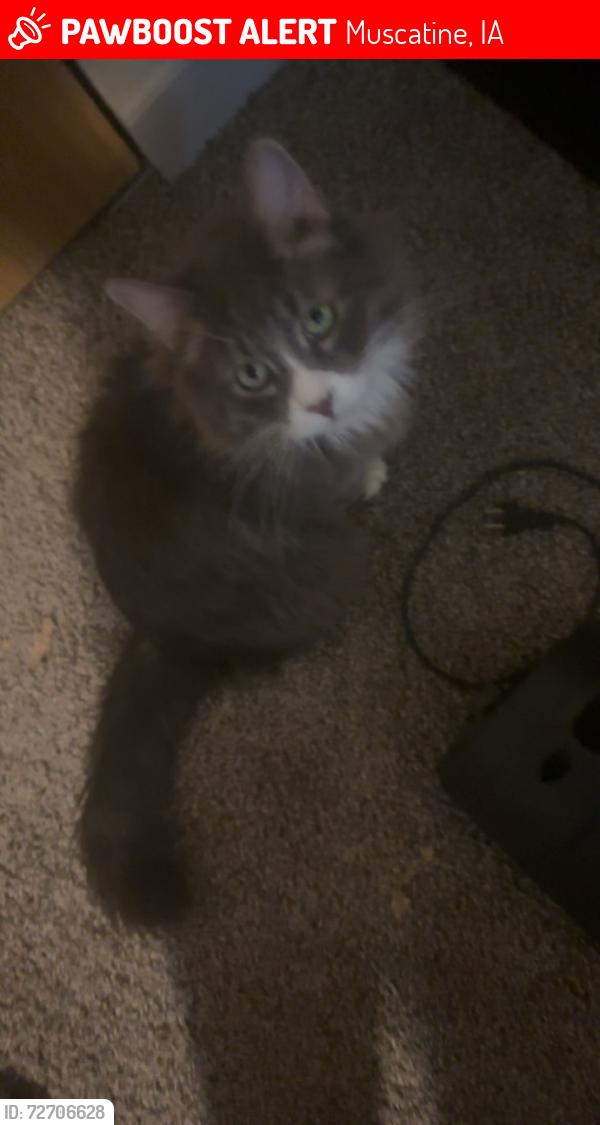 Lost Male Cat last seen Near grandview ave loves gas station , Muscatine, IA 52761