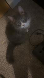 Lost Male Cat last seen Near grandview ave loves gas station , Muscatine, IA 52761