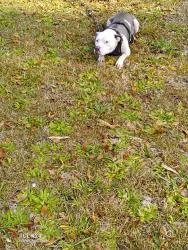 Lost Male Dog last seen Near Hwy. 378. Highway , Eastover, SC 29044