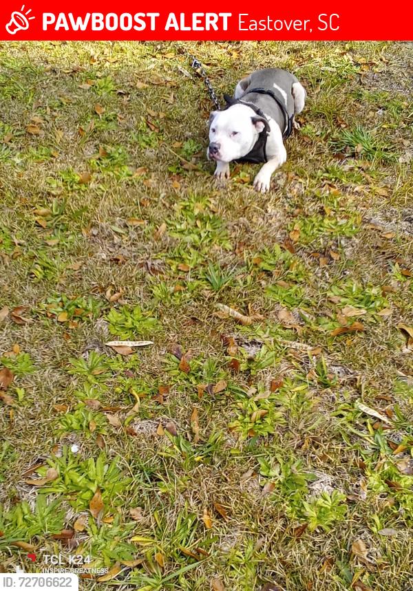 Lost Male Dog last seen Near Hwy. 378. Highway , Eastover, SC 29044