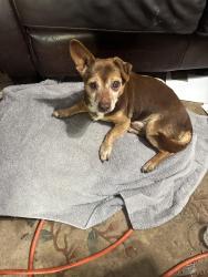 Found/Stray Male Dog last seen Norwood ave, Sacramento, CA 95838