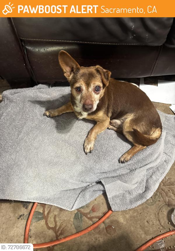 Found/Stray Male Dog last seen Norwood ave, Sacramento, CA 95838