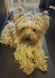 Lost Female Dog last seen McAllen ave and Freeport , Sacramento, CA 95822