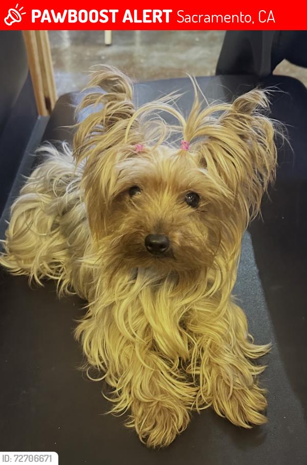 Lost Female Dog last seen McAllen ave and Freeport , Sacramento, CA 95822