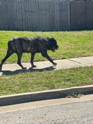 Found/Stray Unknown Dog last seen Peters Elementary School, Broken Arrow, OK 74012