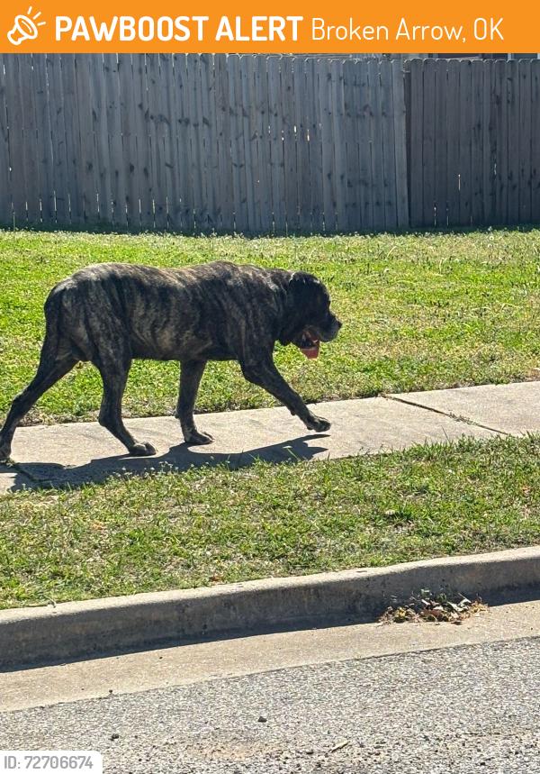 Found/Stray Unknown Dog last seen Peters Elementary School, Broken Arrow, OK 74012