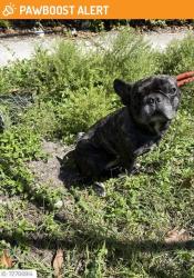 Lost Male Dog last seen 10th Ave, 159th st, north Miami Beach 33162, North Miami Beach, FL 33162
