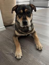 Lost Male Dog last seen Hillcroft and skyline Dr , Houston, TX 77057