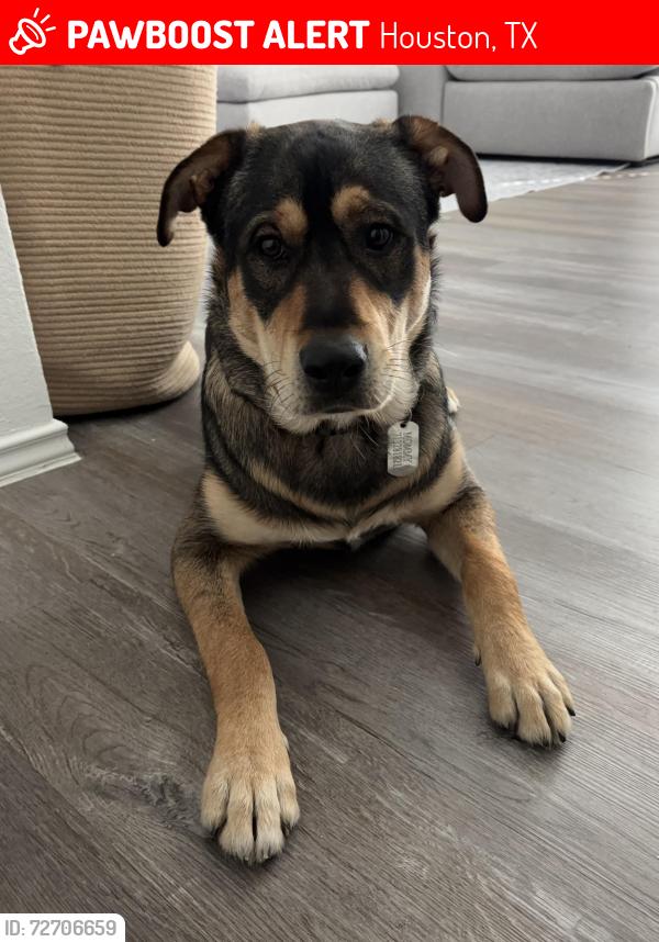 Lost Male Dog last seen Hillcroft and skyline Dr , Houston, TX 77057