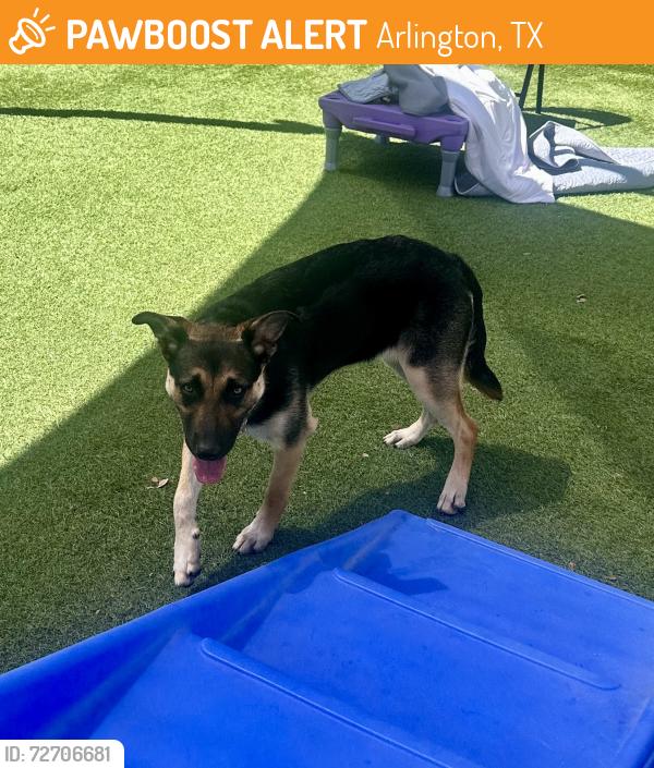 Found/Stray Female Dog last seen Sublett Rd. & 287, Arlington, TX 76017