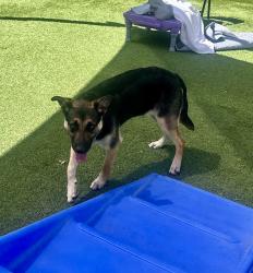 Found/Stray Female Dog last seen Sublett Rd. & 287, Arlington, TX 76017