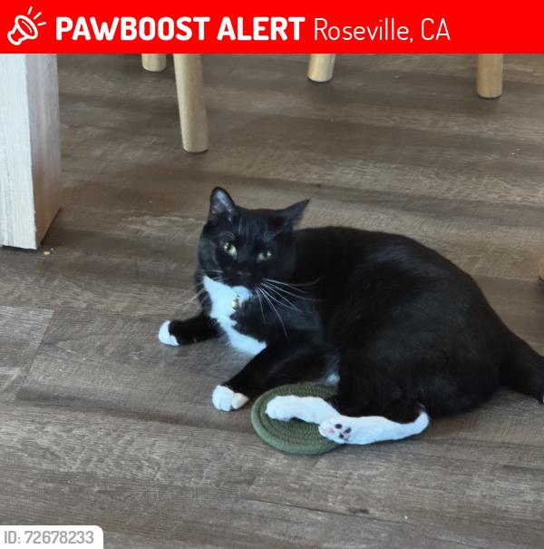 Lost Female Cat last seen Crimson Ridge Way, Roseville, CA 95747