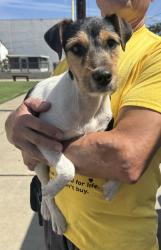 Found/Stray Male Dog last seen Near block of Broadway, Hawthorne, CA 90250