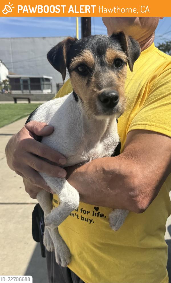 Found/Stray Male Dog last seen Near block of Broadway, Hawthorne, CA 90250
