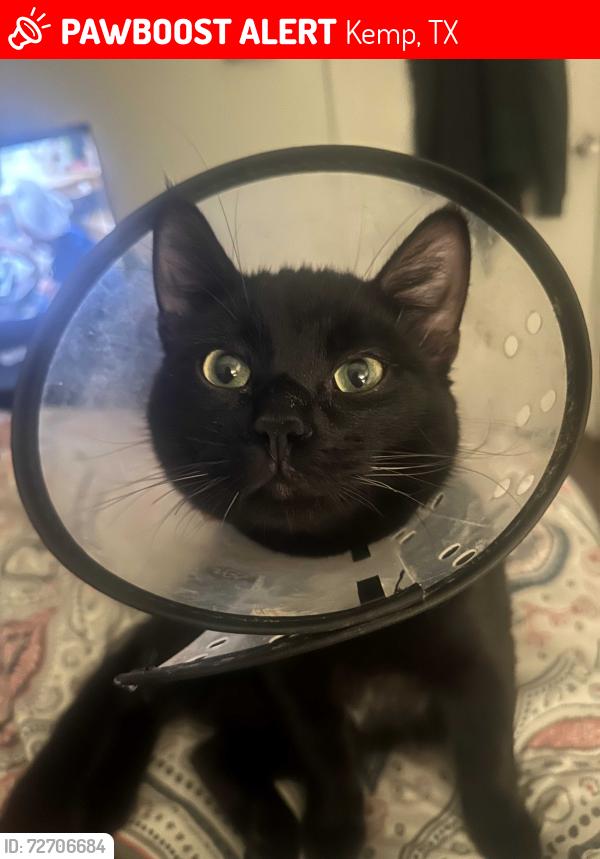 Lost Male Cat last seen Near fm 3396, Kemp, TX 75143