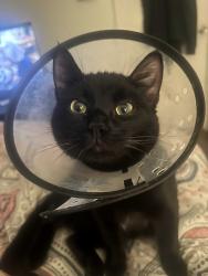 Lost Male Cat last seen Near fm 3396, Kemp, TX 75143