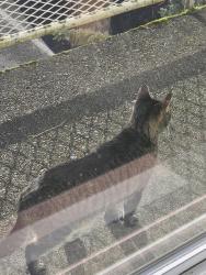 Found/Stray Unknown Cat last seen He/or she was on the upstairs walkway of my apt. Seemed super friendly, Renton, WA 98056