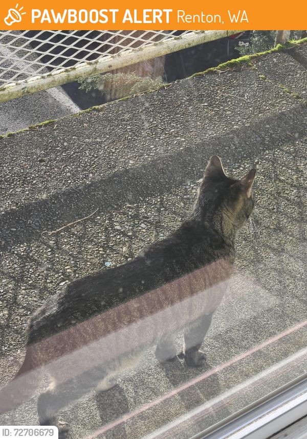 Found/Stray Unknown Cat last seen He/or she was on the upstairs walkway of my apt. Seemed super friendly, Renton, WA 98056