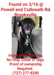 Found/Stray Male Dog last seen Powell Rd Culbreath Rd, South Brooksville, FL 34601