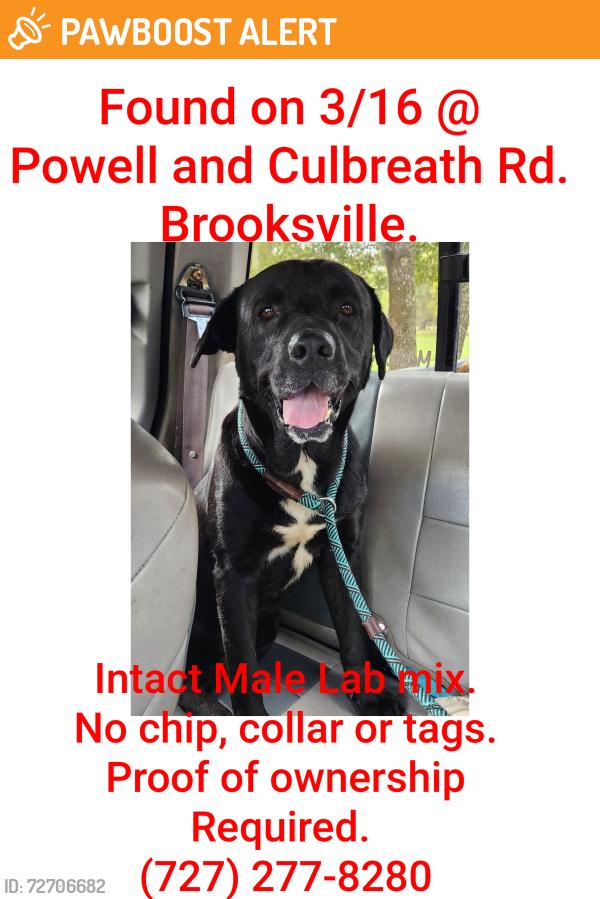 Found/Stray Male Dog last seen Powell Rd Culbreath Rd, South Brooksville, FL 34601