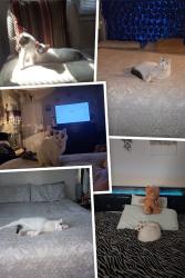 Lost Female Cat last seen Saunders and Nueces, San Antonio, TX 78207