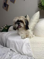 Lost Female Dog last seen The resort  , Stafford, TX 77477