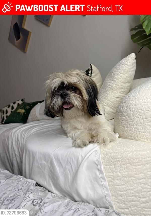 Lost Female Dog last seen The resort  , Stafford, TX 77477