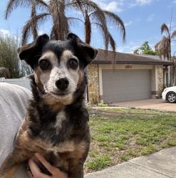 Found/Stray Female Dog last seen Hidden dale ave, Orlando, FL 32819