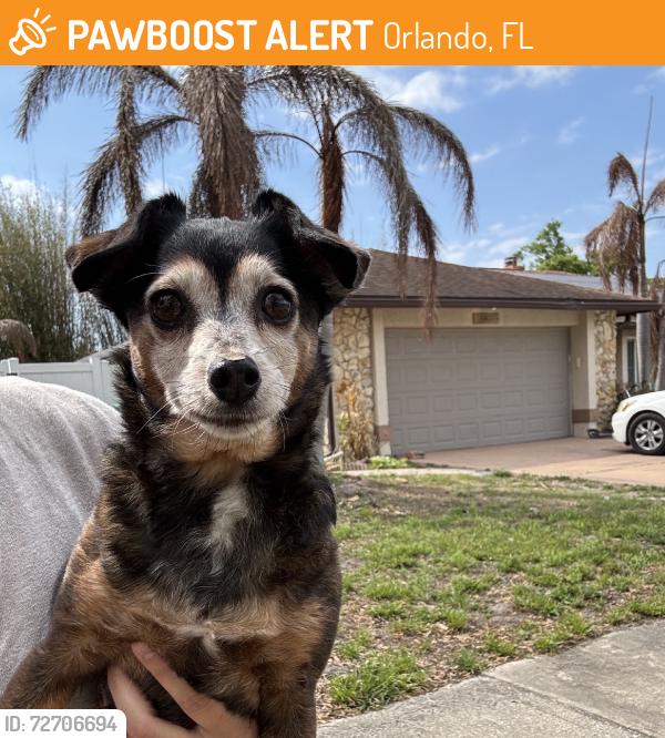 Found/Stray Female Dog last seen Hidden dale ave, Orlando, FL 32819
