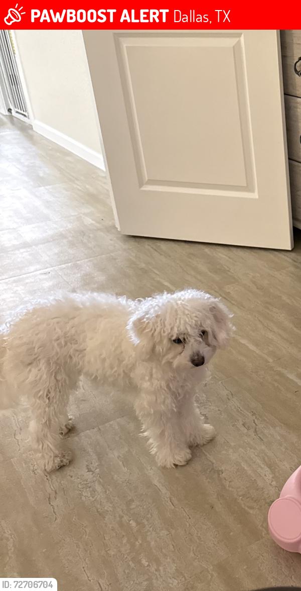 Lost Female Dog last seen Skyline High School, Dallas, TX 75227